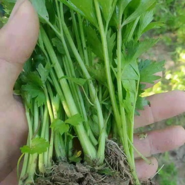 万亩芹菜苗大量上市，直销直发，根系发达易活