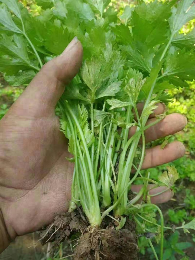 万亩芹菜苗大量上市，直销直发，根系发达易活