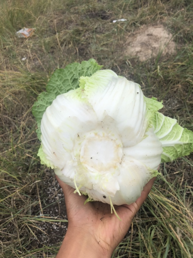 精品大白菜颜色绿无虫眼绿中绿