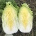 精品大白菜颜色绿无虫眼绿中绿