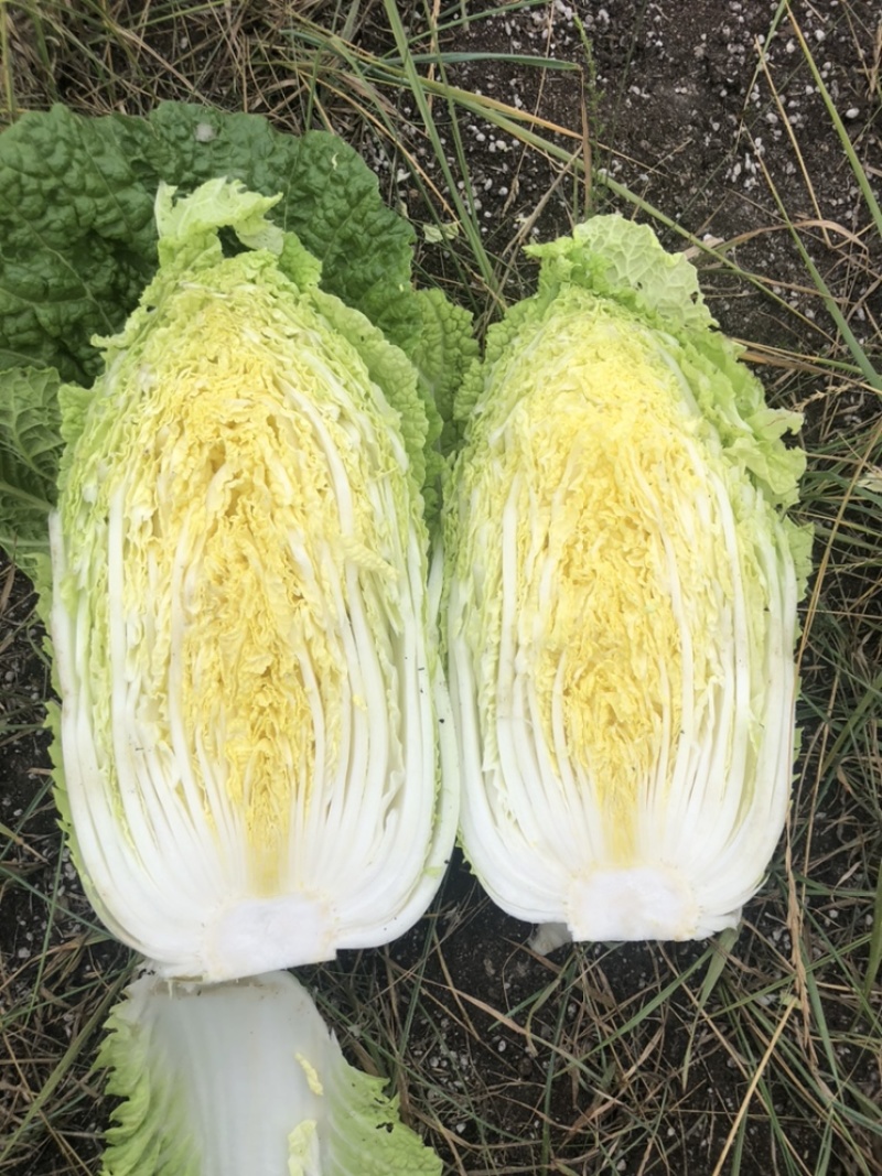 精品大白菜颜色绿无虫眼绿中绿