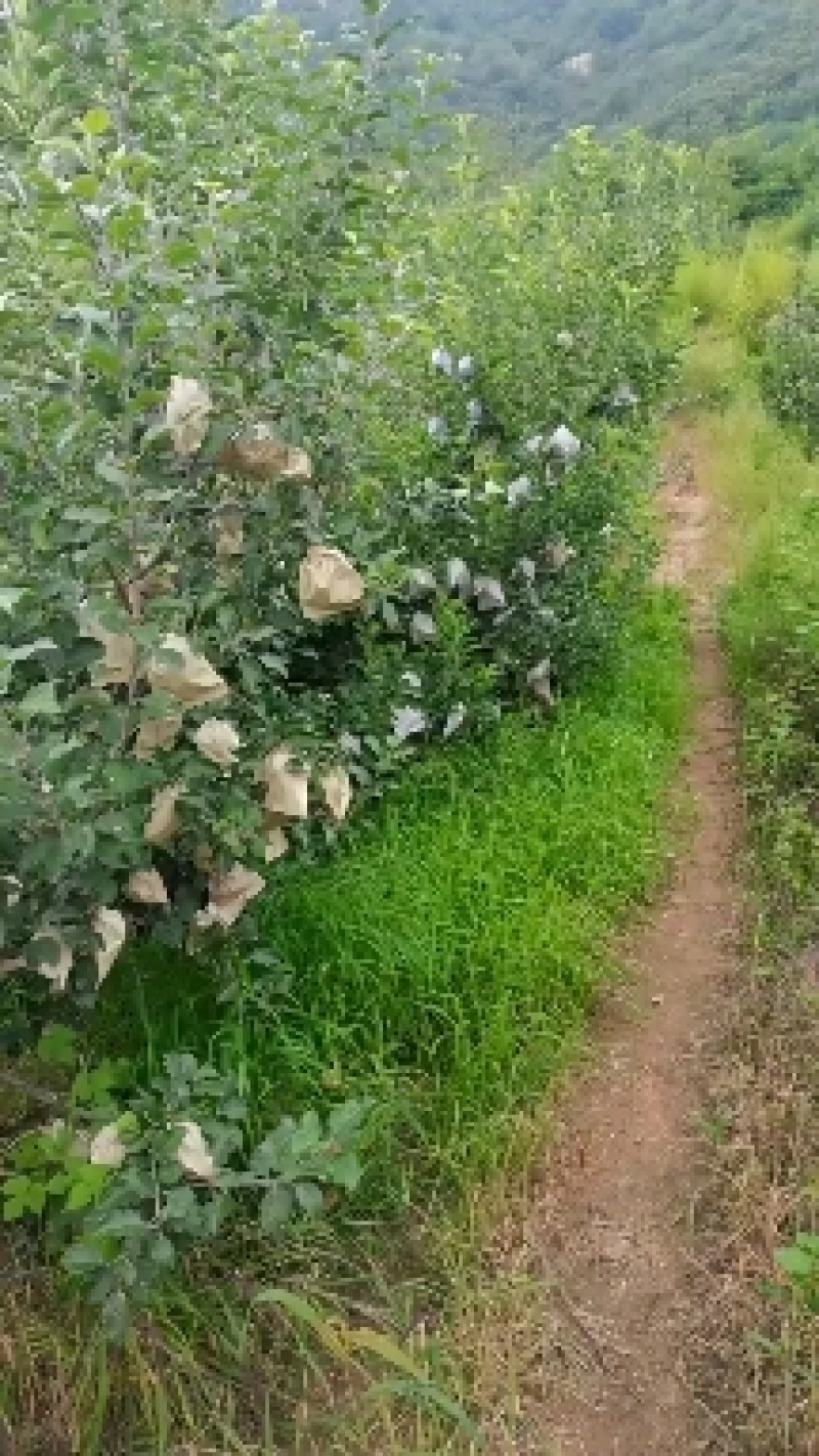 青龙县双山子镇，优质皇冠梨大量现货出售中。