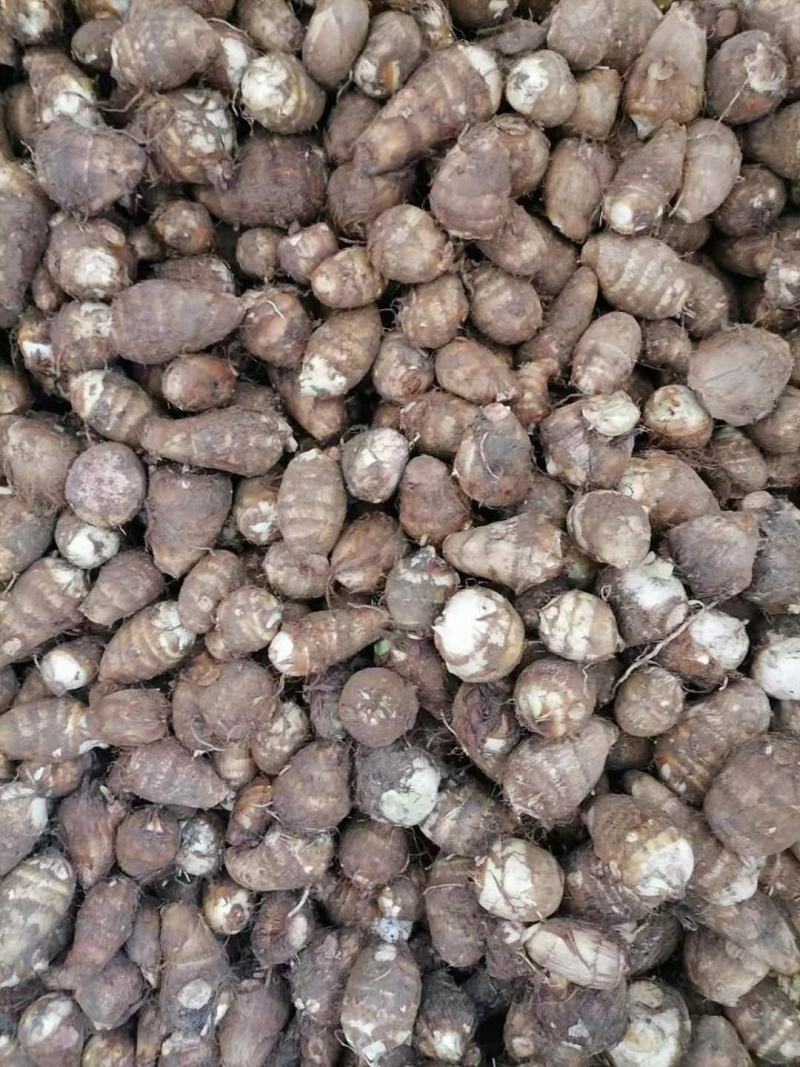 陕西毛芋头，又名字芋艿，口感滑，质量好，供商场，超市