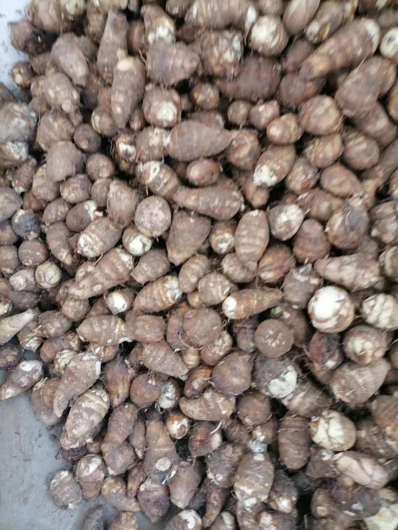 陕西毛芋头，又名字芋艿，口感滑，质量好，供商场，超市