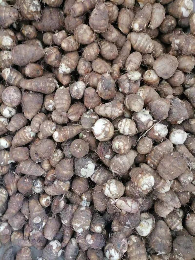 陕西毛芋头，又名字芋艿，口感滑，质量好，供商场，超市