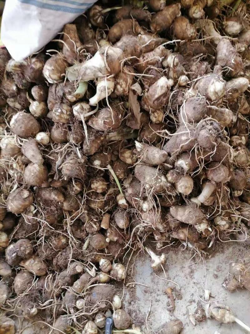 陕西毛芋头，又名字芋艿，口感滑，质量好，供商场，超市