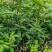 无刺花椒苗滕椒苗大红袍嫁接苗青花椒嫁接苗