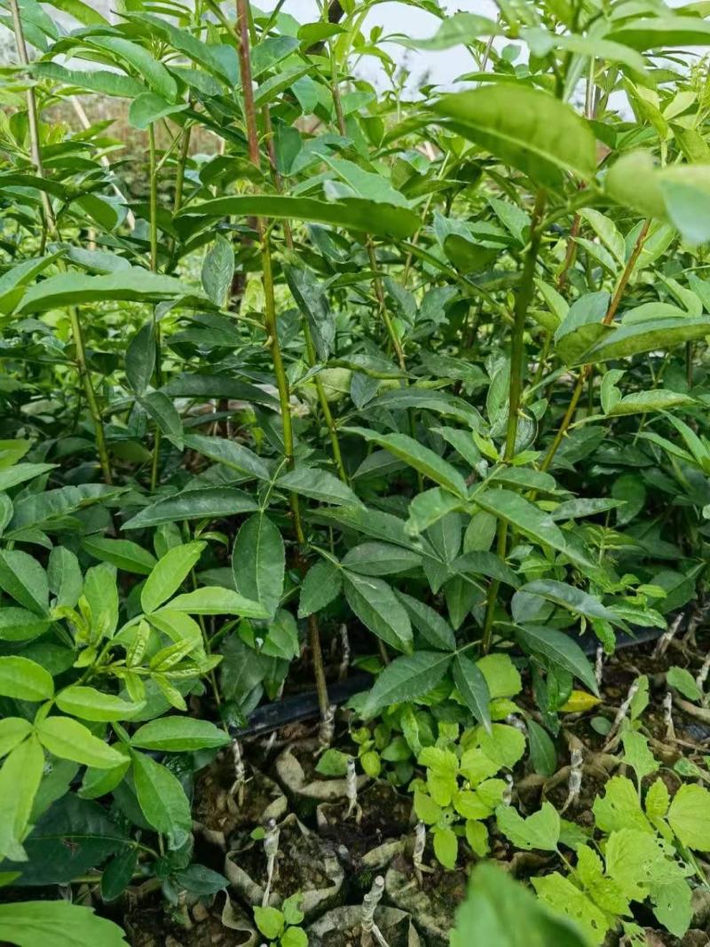 无刺花椒苗滕椒苗大红袍嫁接苗青花椒嫁接苗