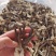 鹿茸菇食用菌，鹿茸菇。。。。。