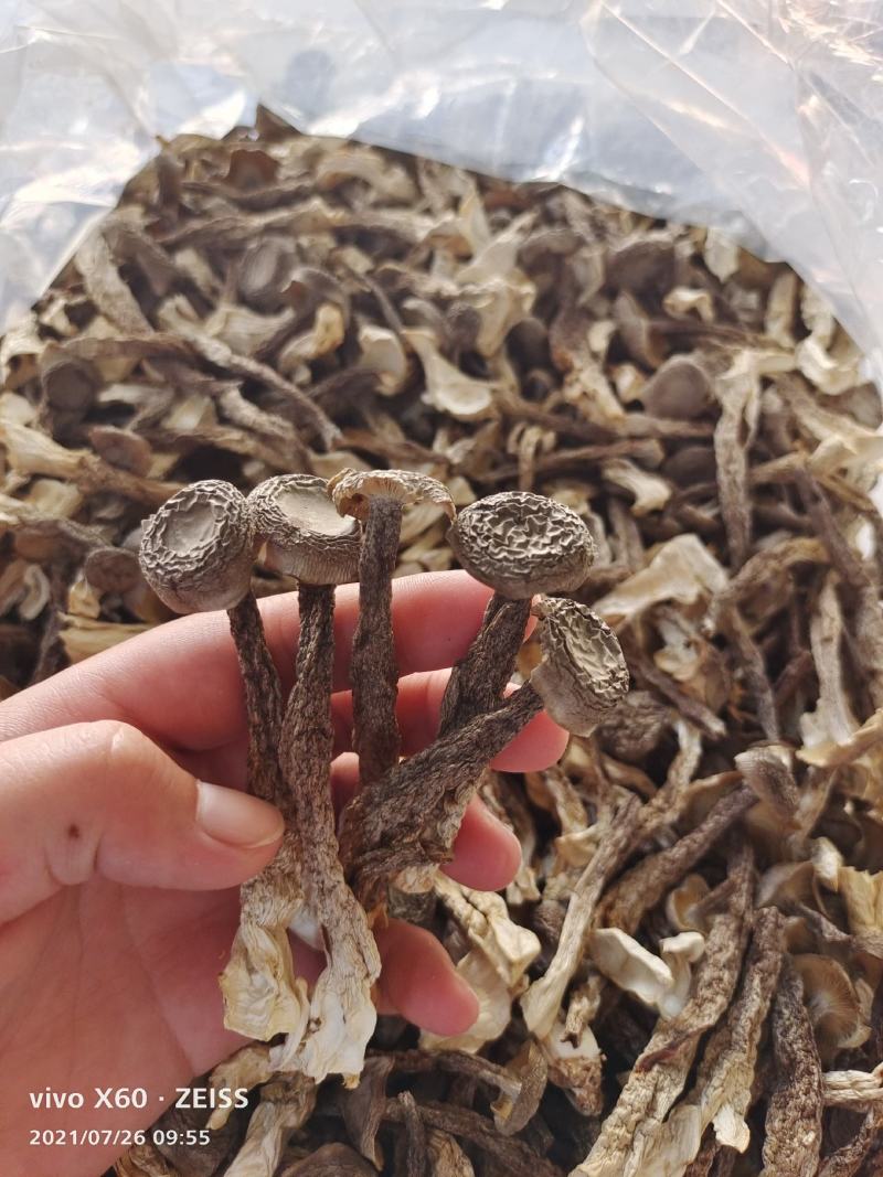 鹿茸菇食用菌，鹿茸菇。。。。。