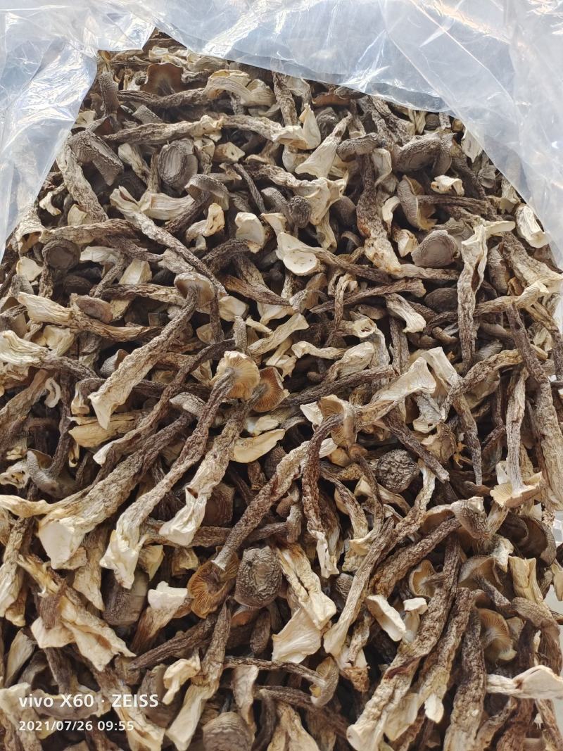 鹿茸菇食用菌，鹿茸菇。。。。。