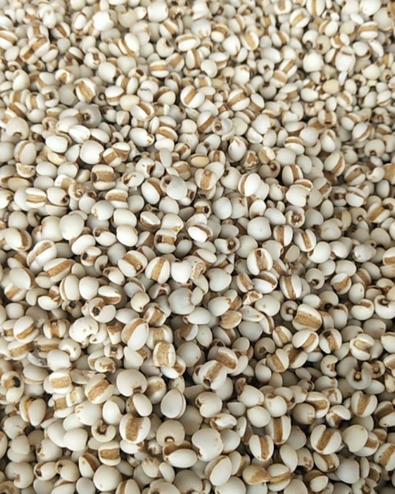 薏米仁贵州新货薏米成件批发价质量优质欲购从速