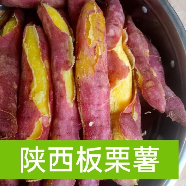 板栗薯陕西纯沙地板栗薯，欢迎各大电商和加工厂合作