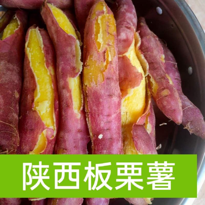 板栗薯陕西纯沙地板栗薯，欢迎各大电商和加工厂合作