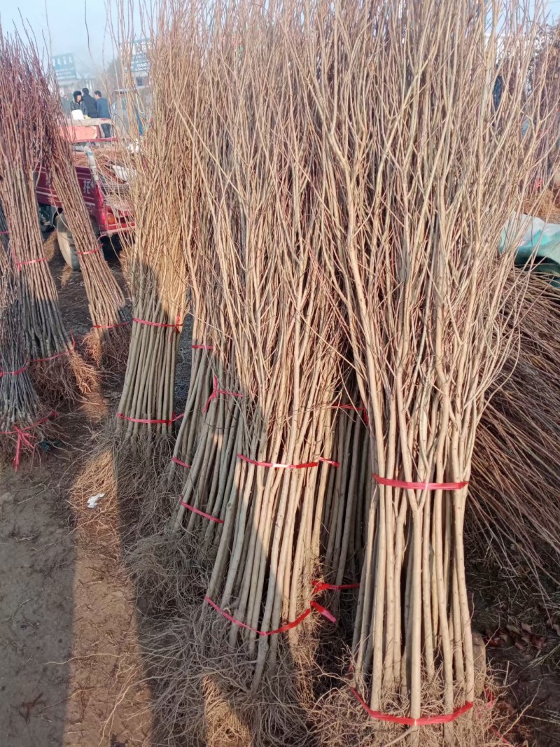 石榴苗蒙阳红石榴苗甜石榴大果树苗软子石榴苗基地直销苗批发