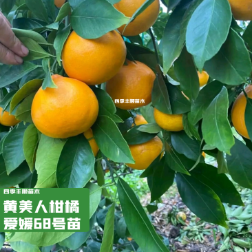 黄美人柑橘苗/爱媛68号苗/爱媛黄美人苗基地现挖指导