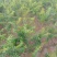 石榴苗石榴树苗占地小苗占地树果石榴花石榴苗基地直销批发价