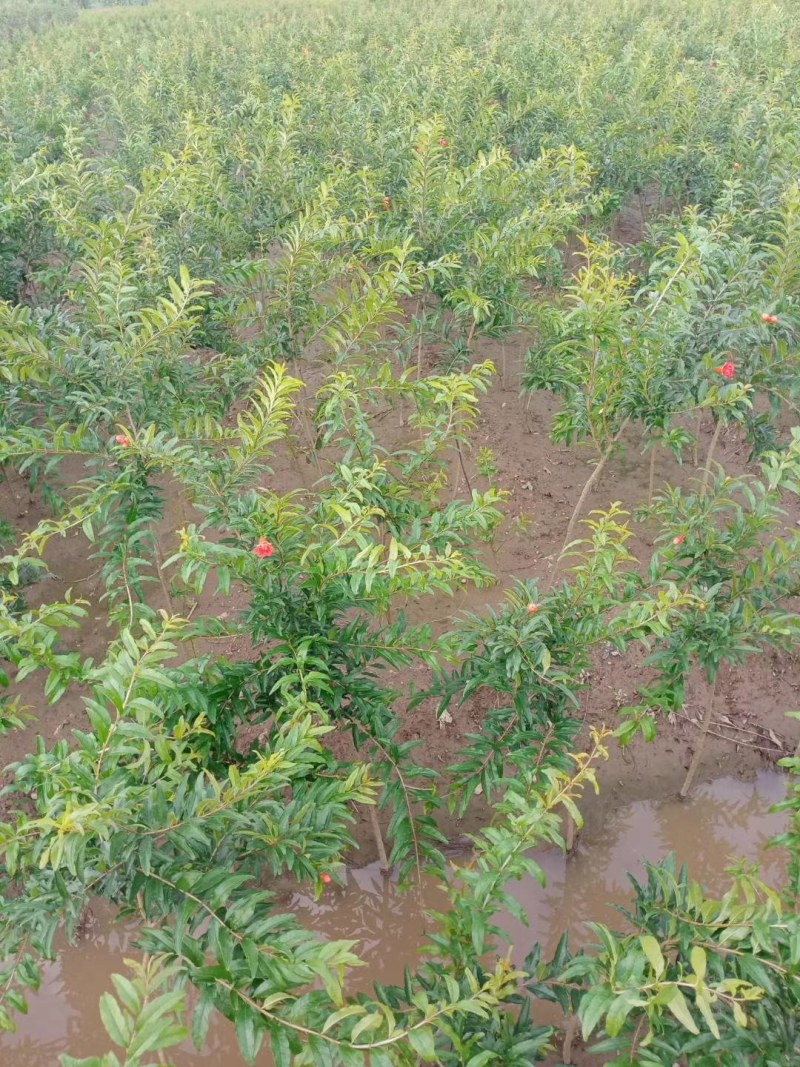 石榴苗石榴树苗占地小苗占地树果石榴花石榴苗基地直销批发价