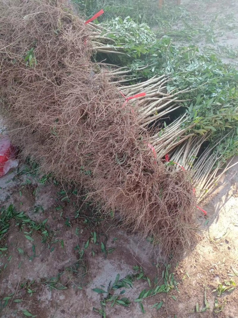 石榴苗石榴树苗占地小苗占地树果石榴花石榴苗基地直销批发价