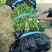 石榴苗石榴树苗占地小苗占地树果石榴花石榴苗基地直销批发价