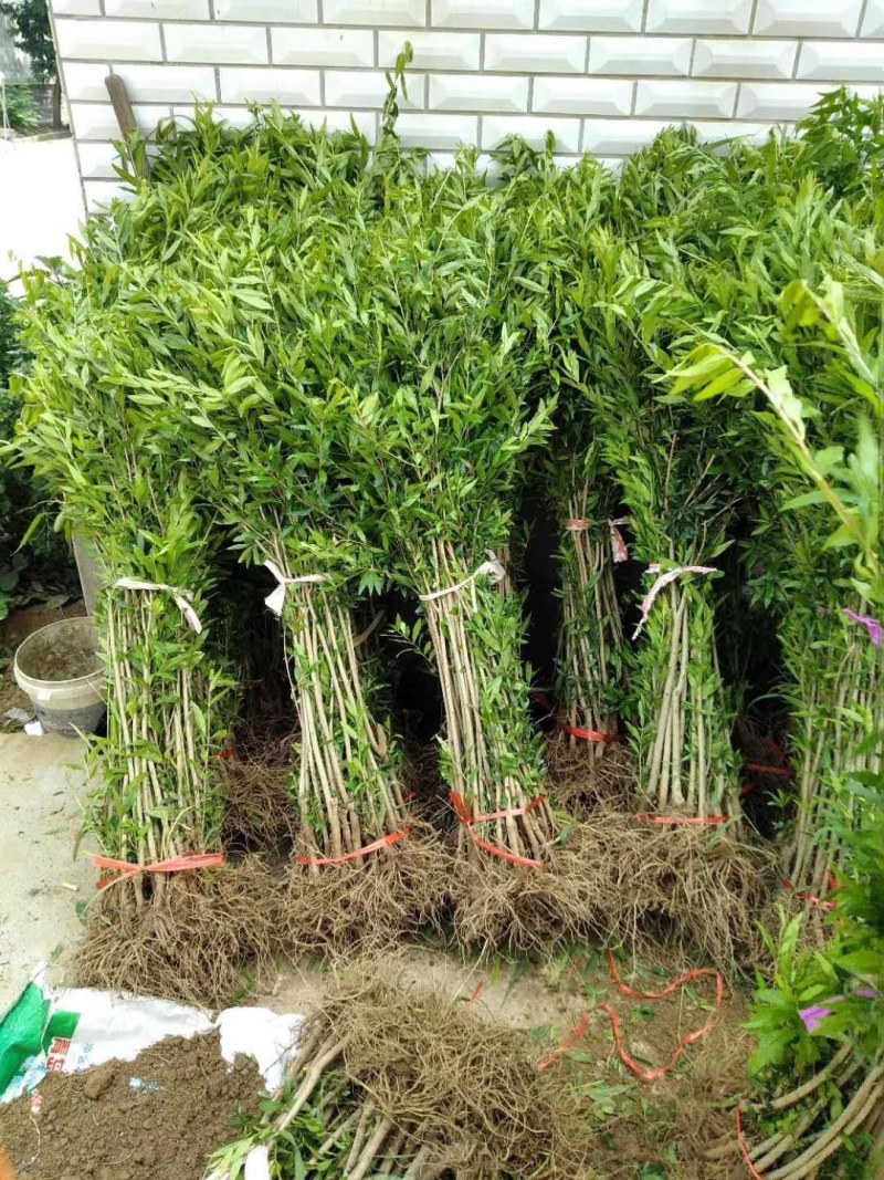 石榴苗石榴树苗占地小苗占地树果石榴花石榴苗基地直销批发价
