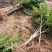 石榴苗石榴树苗占地小苗占地树果石榴花石榴苗基地直销批发价