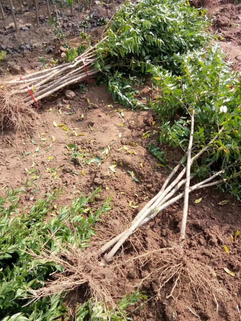 石榴苗石榴树苗占地小苗占地树果石榴花石榴苗基地直销批发价