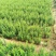 石榴苗石榴树苗占地小苗占地树果石榴花石榴苗基地直销批发价