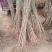石榴苗石榴树苗占地小苗占地树果石榴花石榴苗基地直销批发价