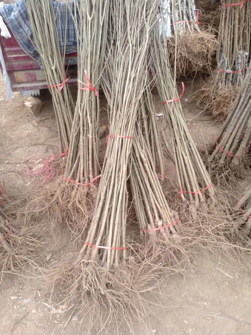 石榴苗石榴树苗占地小苗占地树果石榴花石榴苗基地直销批发价