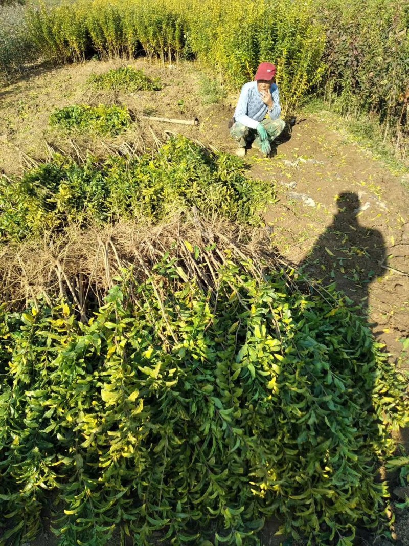 石榴苗石榴树苗占地小苗占地树果石榴花石榴苗基地直销批发价