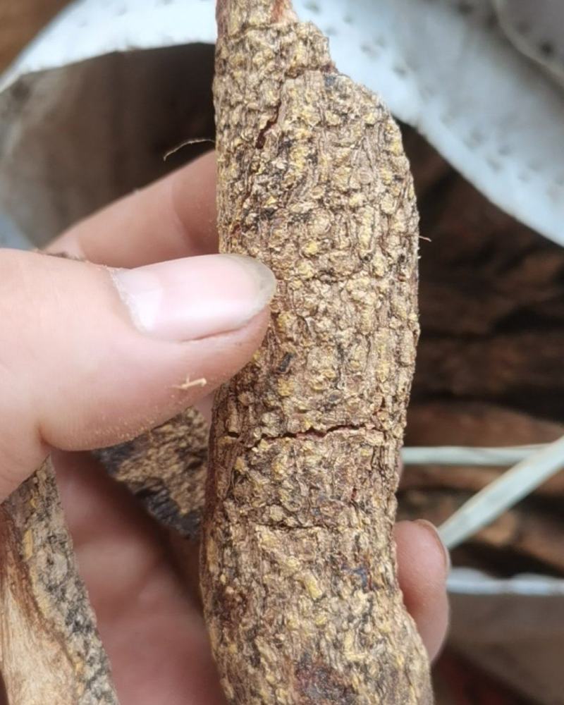 贵州中药材飞龙掌血根皮见血飞皮