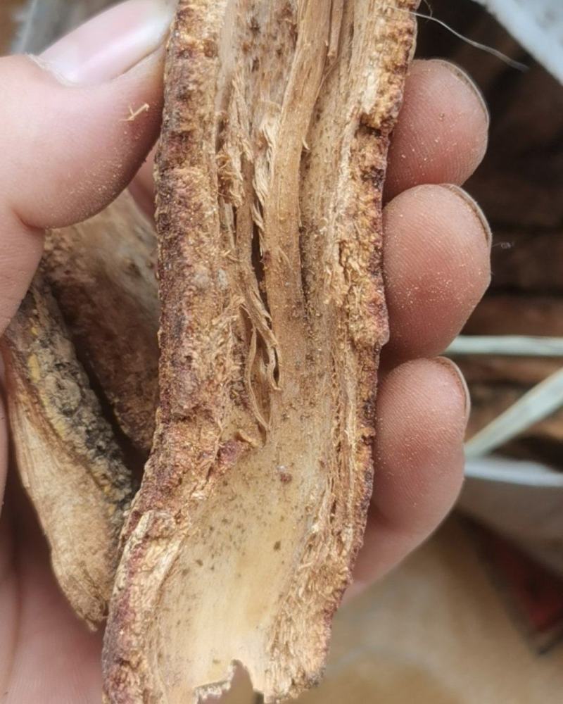 贵州中药材飞龙掌血根皮见血飞皮