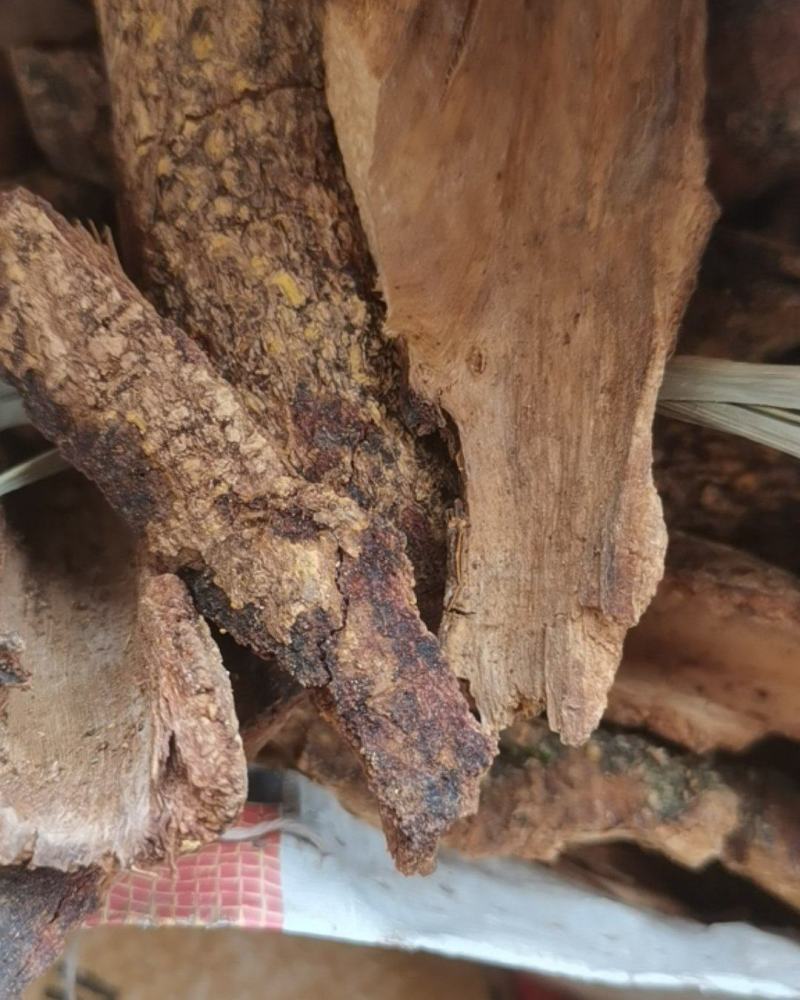 贵州中药材飞龙掌血根皮见血飞皮