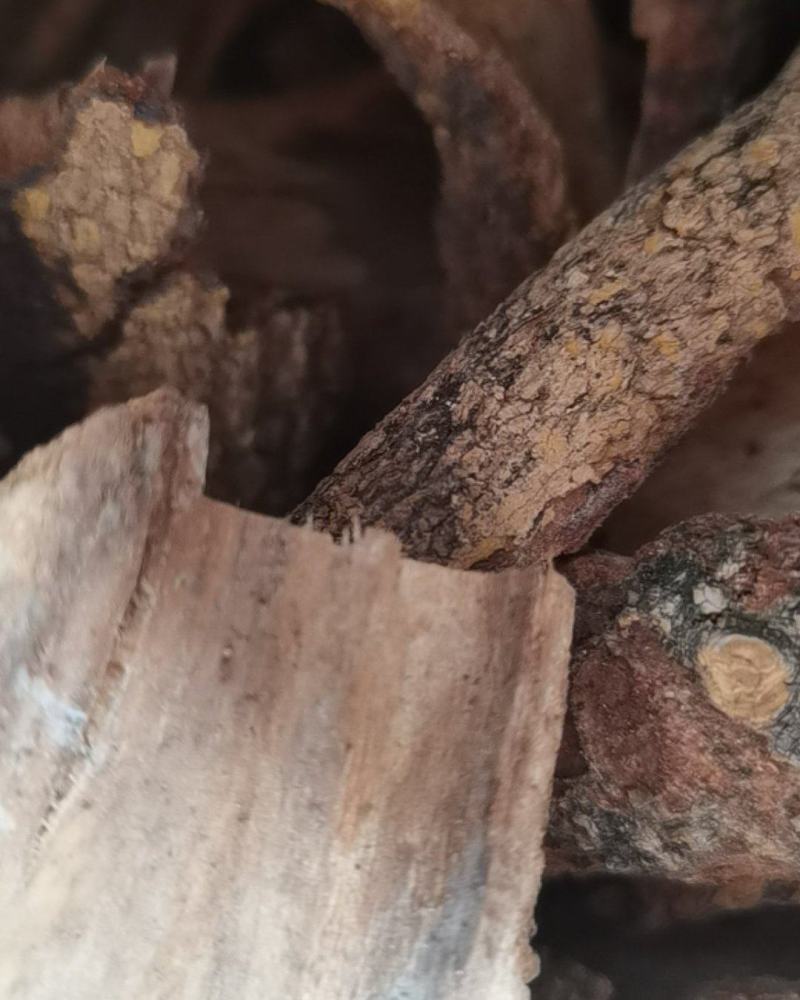 贵州中药材飞龙掌血根皮见血飞皮