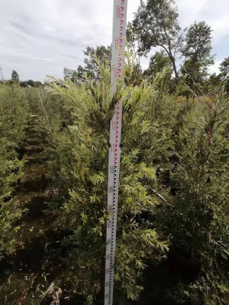 红千层多花红千层美花红千层基地大量现货欢迎各位客户咨询