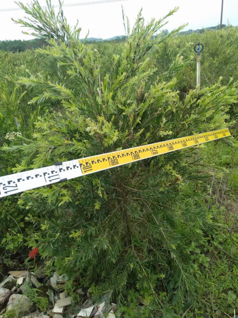 红千层多花红千层美花红千层基地大量现货欢迎各位客户咨询