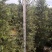 红千层多花红千层美花红千层基地大量现货欢迎各位客户咨询