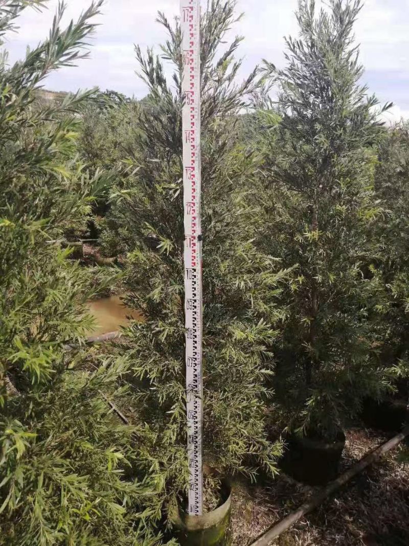 红千层多花红千层美花红千层基地大量现货欢迎各位客户咨询