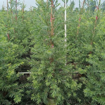 红千层多花红千层美花红千层基地大量现货欢迎各位客户咨询