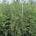 红千层多花红千层美花红千层基地大量现货欢迎各位客户咨询