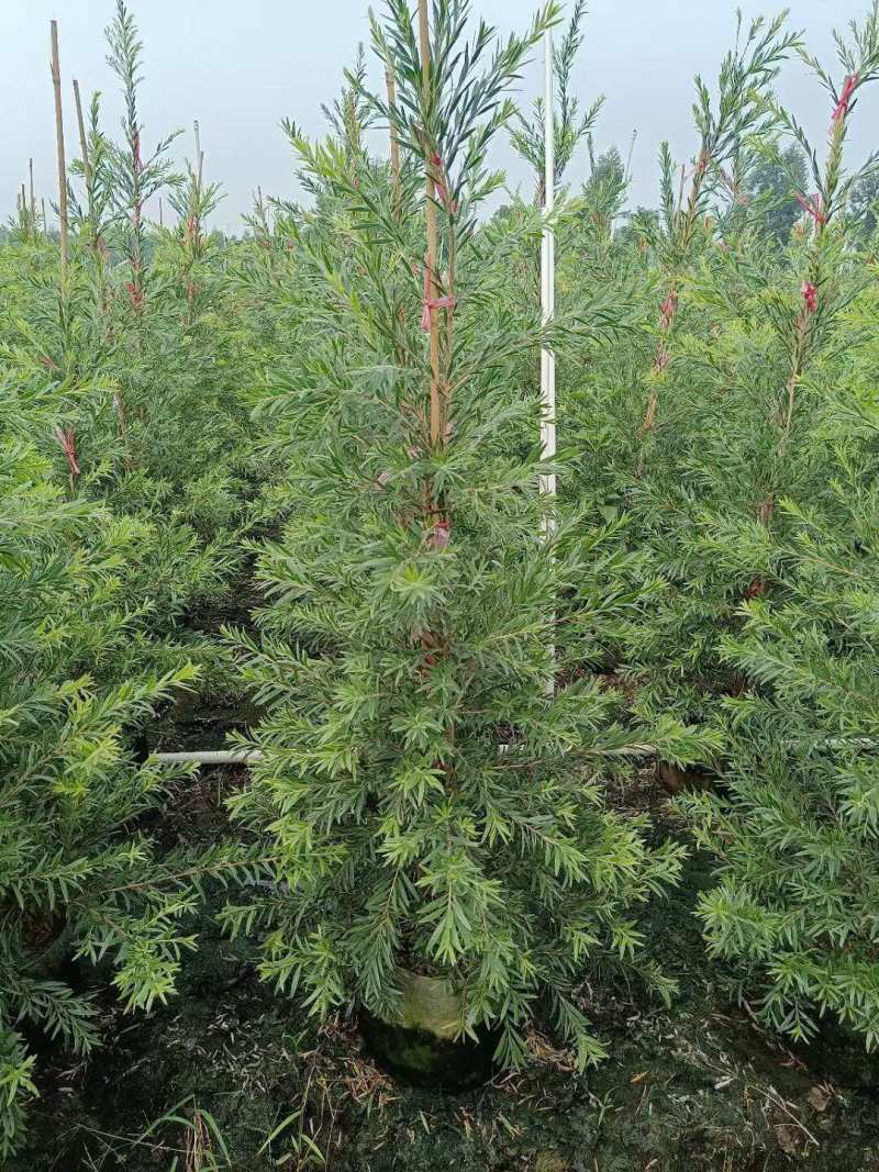 红千层多花红千层美花红千层基地大量现货欢迎各位客户咨询