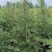 红千层多花红千层美花红千层基地大量现货欢迎各位客户咨询