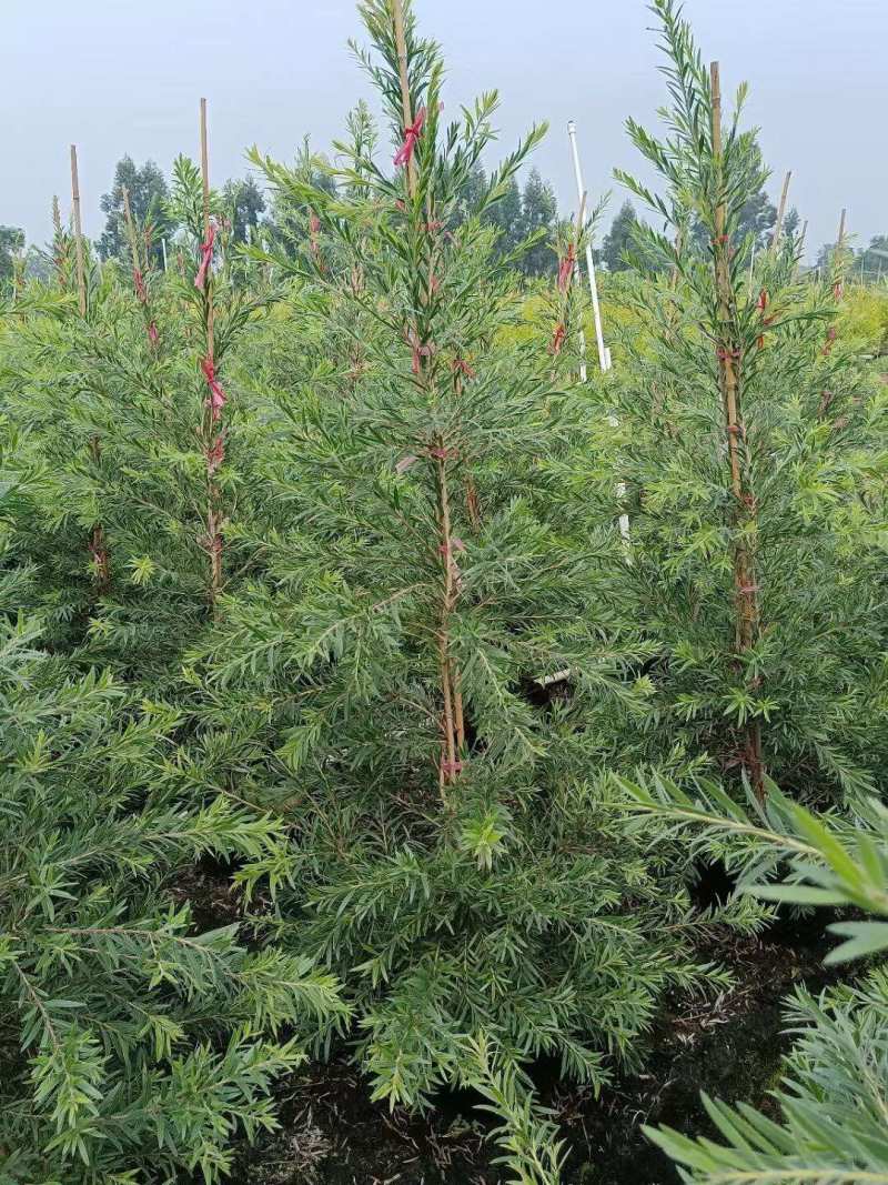 红千层多花红千层美花红千层基地大量现货欢迎各位客户咨询