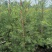 红千层多花红千层美花红千层基地大量现货欢迎各位客户咨询