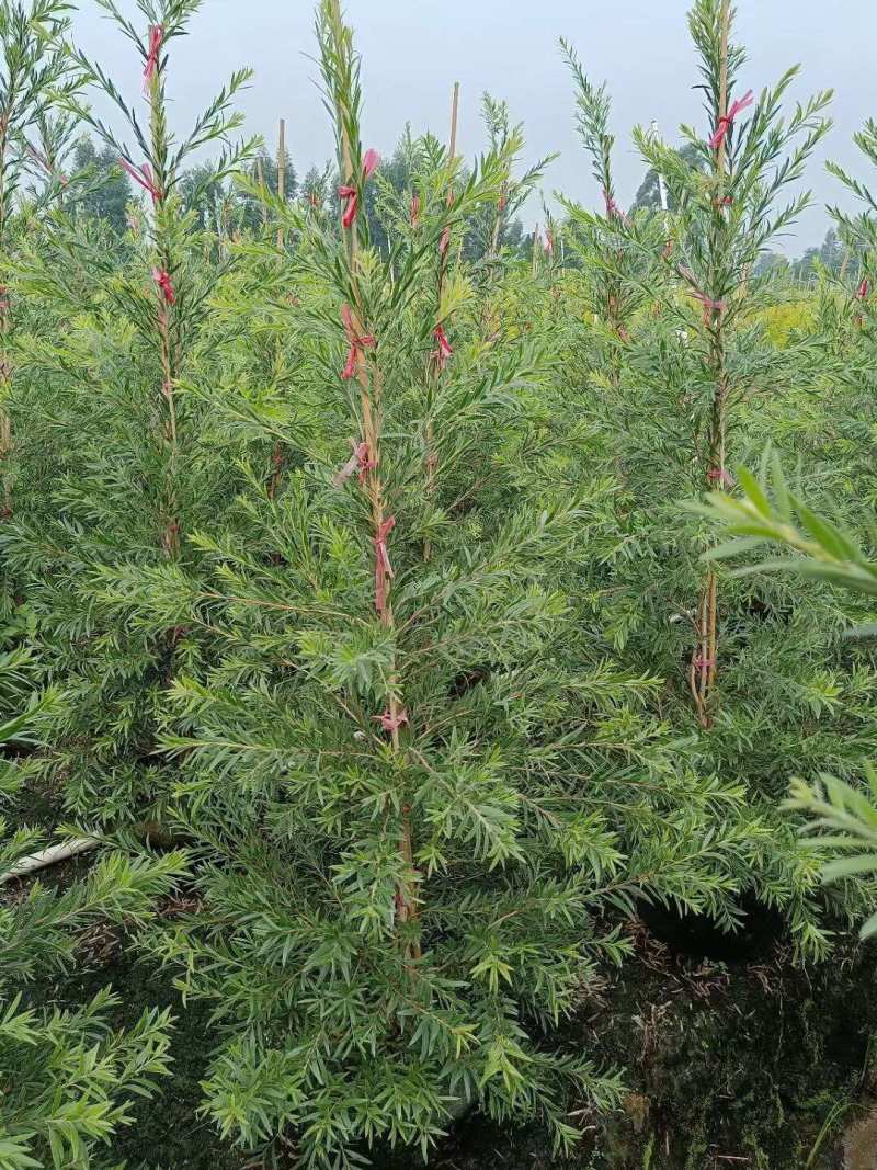 红千层多花红千层美花红千层基地大量现货欢迎各位客户咨询