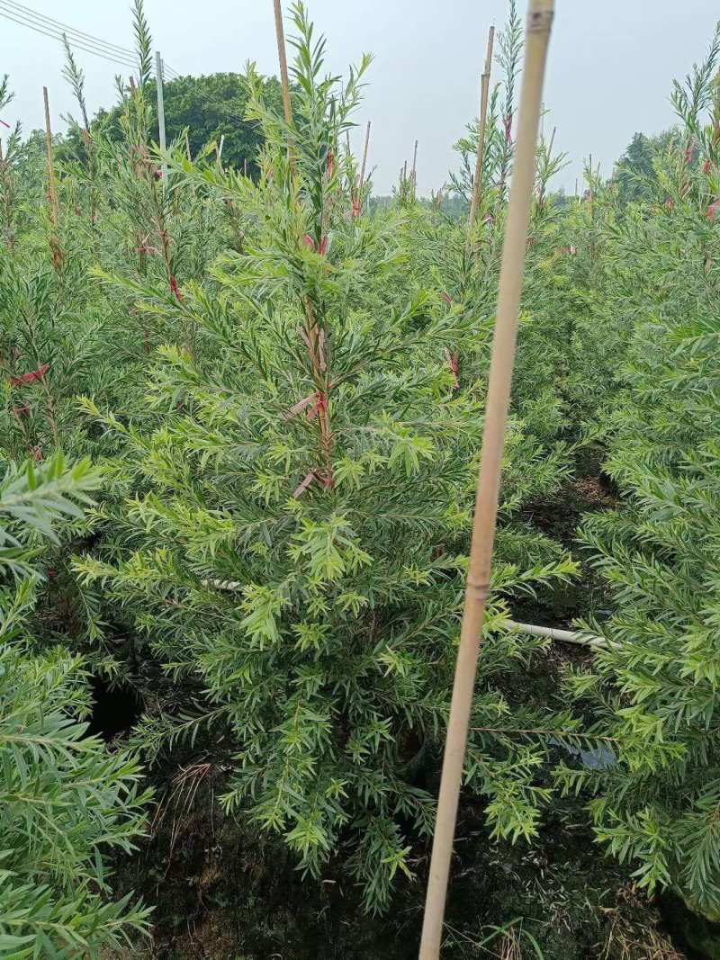红千层多花红千层美花红千层基地大量现货欢迎各位客户咨询