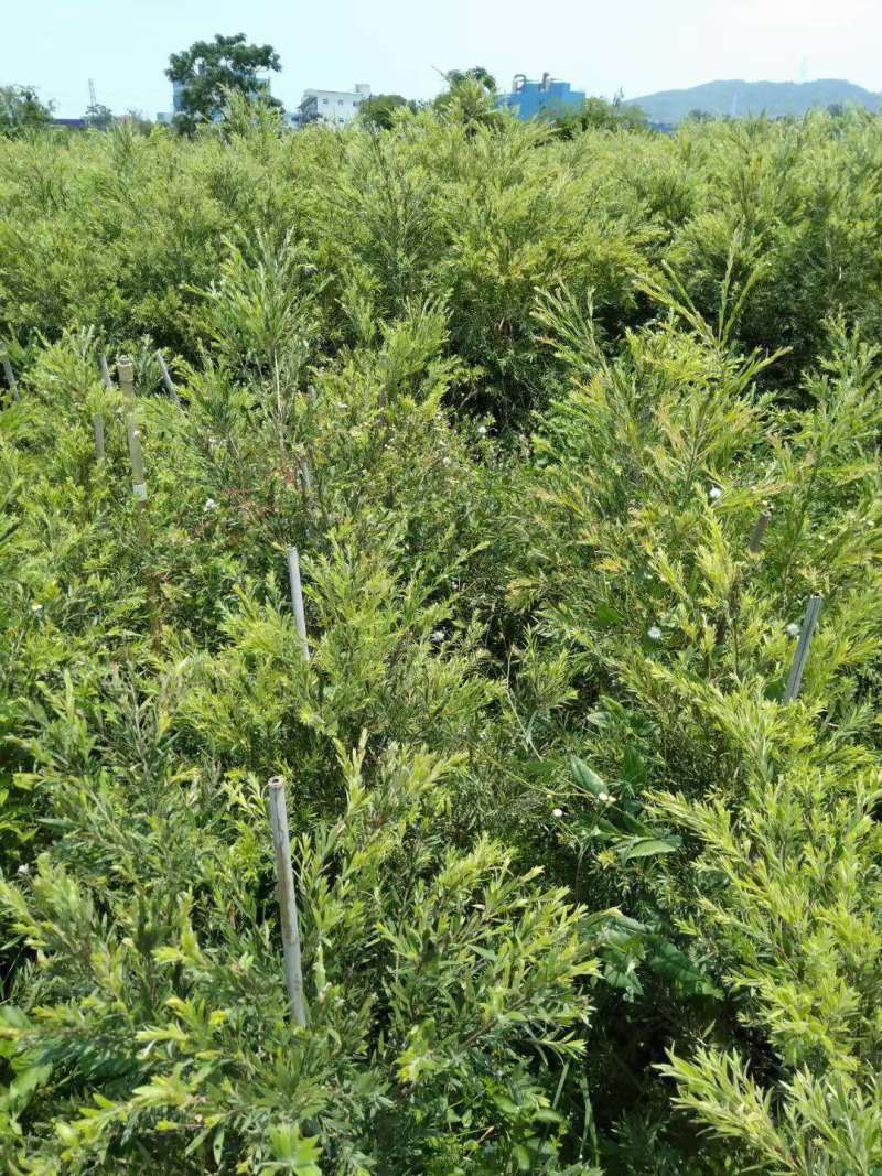 红千层多花红千层美花红千层基地大量现货欢迎各位客户咨询