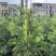 红千层多花红千层美花红千层基地大量现货欢迎各位客户咨询