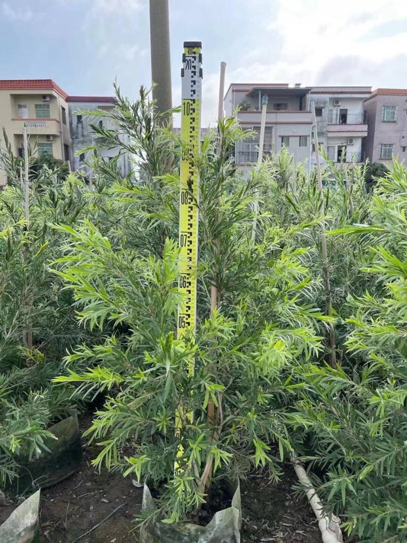 红千层多花红千层美花红千层基地大量现货欢迎各位客户咨询